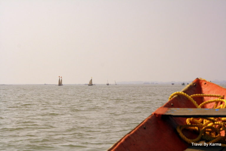 dolphins_india_travel